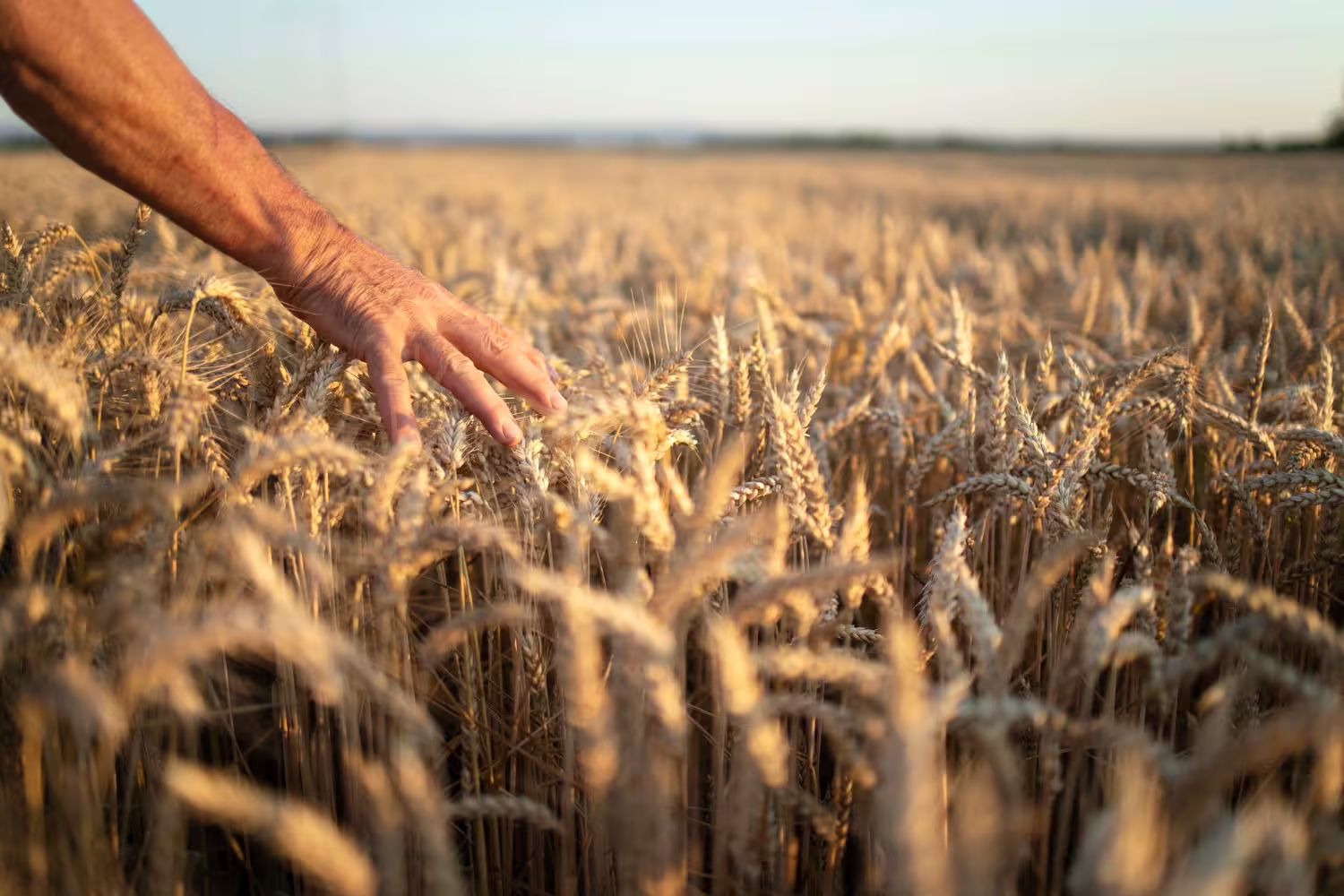 Agro Lift Maszyny Rolnicze: Innowacyjne Rozwiązania dla Nowoczesnego Rolnictwa - 2