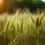 Maszyny rolnicze zabawki Bruder – Idealne dla małych farmerów