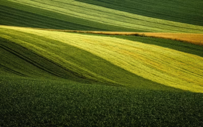 Rzeczoznawca maszyn rolniczych – kluczowa rola w branży agrotechnicznej